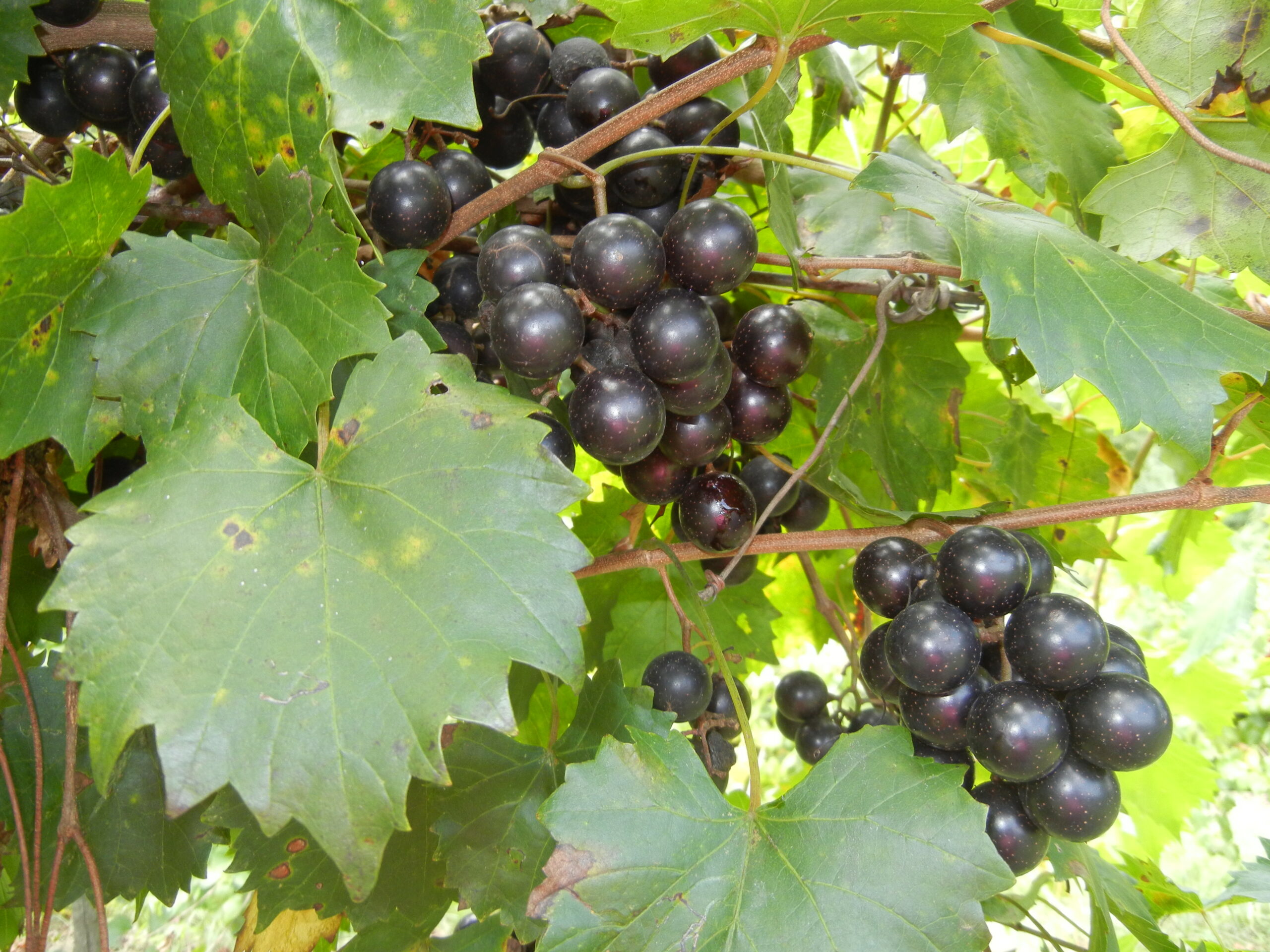 Southland Muscadine. Self fertile. 17% sugar. Medium size fruit. with excellent flavor. Cold hardy. Ripens mid season.