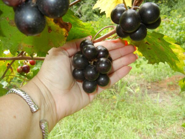 Southland Muscadine. Self fertile. 17% sugar. Medium size fruit. with excellent flavor. Cold hardy. Ripens mid season.