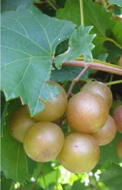 Summit Muscadine. Female, 20% sugar. Excellent quality with high yields. Medium to large fruit. Cold hardy. Early to mid season.