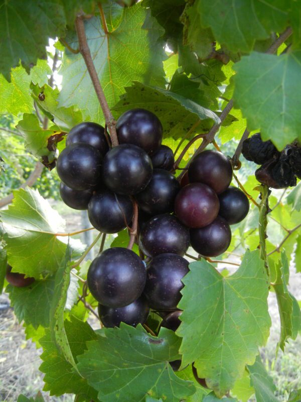 Sugargate Muscadine. Female. 23% sugar. Earliest ripening black variety.