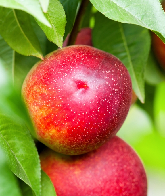 Nectarine Trees Archives Ison's Nursery & Vineyard