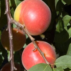 Sweet Treat Pluerry. A complex hybrid cross between a Plum and a sweet Cherry. Skin is bright red over a sweet, juicy, yellow flesh. Combines the sweetness of a Cherry with the summer fresh taster of Plums. Fruit is large and hangs on the tree for several weeks after fully ripe. Semi-dwarf tree is upright and a heavy producer. Requires pollination from a Santa Rosa or Burgundy Plum. 450 chill hours. Zones 6-9.