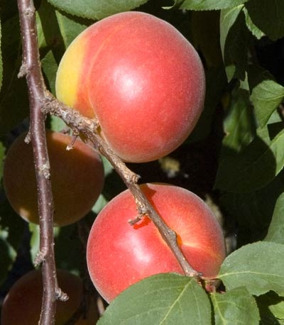 Sweet Treat Pluerry. A complex hybrid cross between a Plum and a sweet Cherry. Skin is bright red over a sweet, juicy, yellow flesh. Combines the sweetness of a Cherry with the summer fresh taster of Plums. Fruit is large and hangs on the tree for several weeks after fully ripe. Semi-dwarf tree is upright and a heavy producer. Requires pollination from a Santa Rosa or Burgundy Plum. 450 chill hours. Zones 6-9.