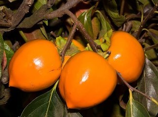 Tanenashi Persimmon Tree. Astringent. Large to very large long round fruit. Almost always seedless. 100-200 chill hours. Zones 7-10.