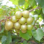 Tara Muscadine. Self fertile. 17% sugar. good size and quality. Ripens early to mid season.