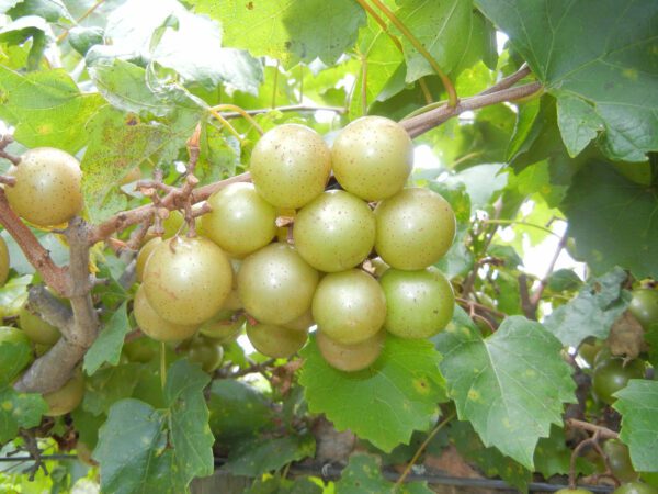 Tara Muscadine. Self fertile. 17% sugar. good size and quality. Ripens early to mid season.