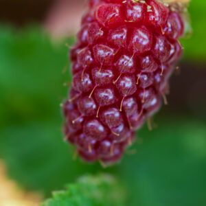 Tayberry Plant