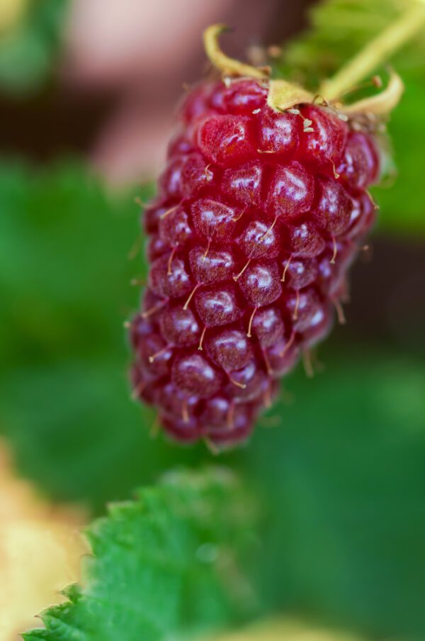 Tayberry is a cross between a blackberry and red raspberry with very sweet large aromatic fruit. Ripens early July through mid Aug. Zones 7-10