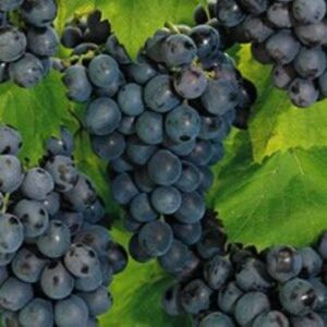 Thomcod Bunch Grape. Seedless. Fruit is mild, sweet and very flavorful. Tolerates heat and humidity better than most. Ripens late July. Zones 5-9