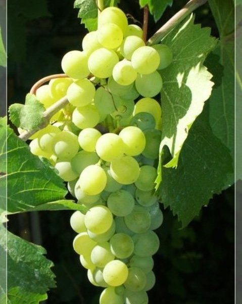 Tthompson Seedless Bunch Grape. Seedless. Produces large and well-filled clusters. Grows well in hot climates. Good for all uses. Zones 5-8.