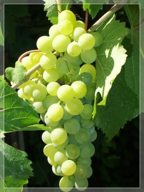 Jumbo Green Seedless Grapes