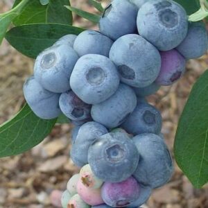 Titan Rabbiteye Blueberry Plant