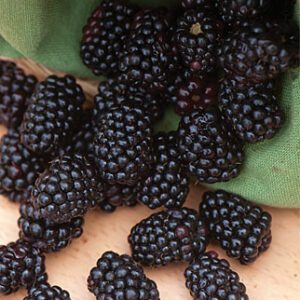 Triple Crown Blackberry. Thorn-less semi erect. High yields, large fruit with excellent flavor. Very winter hardy. Zones 5-9