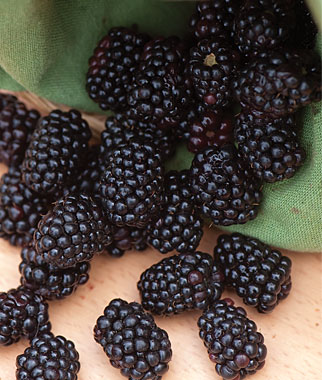 Triple Crown Blackberry. Thorn-less semi erect. High yields, large fruit with excellent flavor. Very winter hardy. Zones 5-9