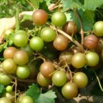 Triumph Muscadine. Self-fertile. 18% sugar. Ripens early to mid season. Ripens uniformly.