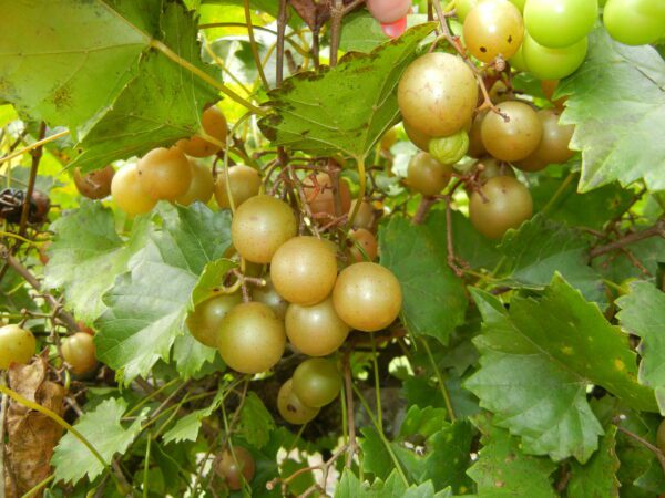 Triumph Muscadine. Self fertile. 18% sugar. medium size, cold hardy. Ripens early to mid season.