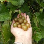 Triumph Muscadine. Self fertile. 18% sugar. medium size, cold hardy. Ripens early to mid season.