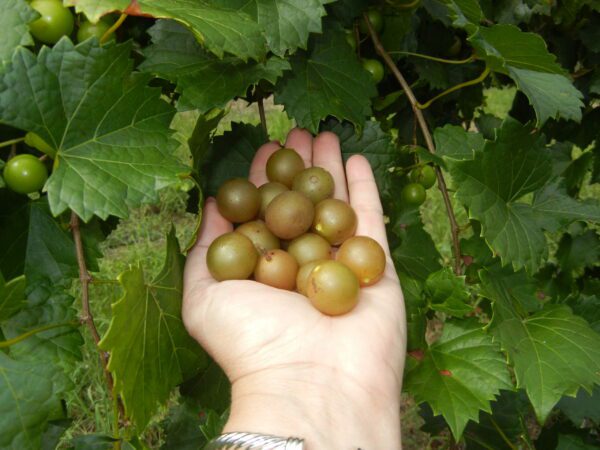 Triumph Muscadine. Self fertile. 18% sugar. medium size, cold hardy. Ripens early to mid season.