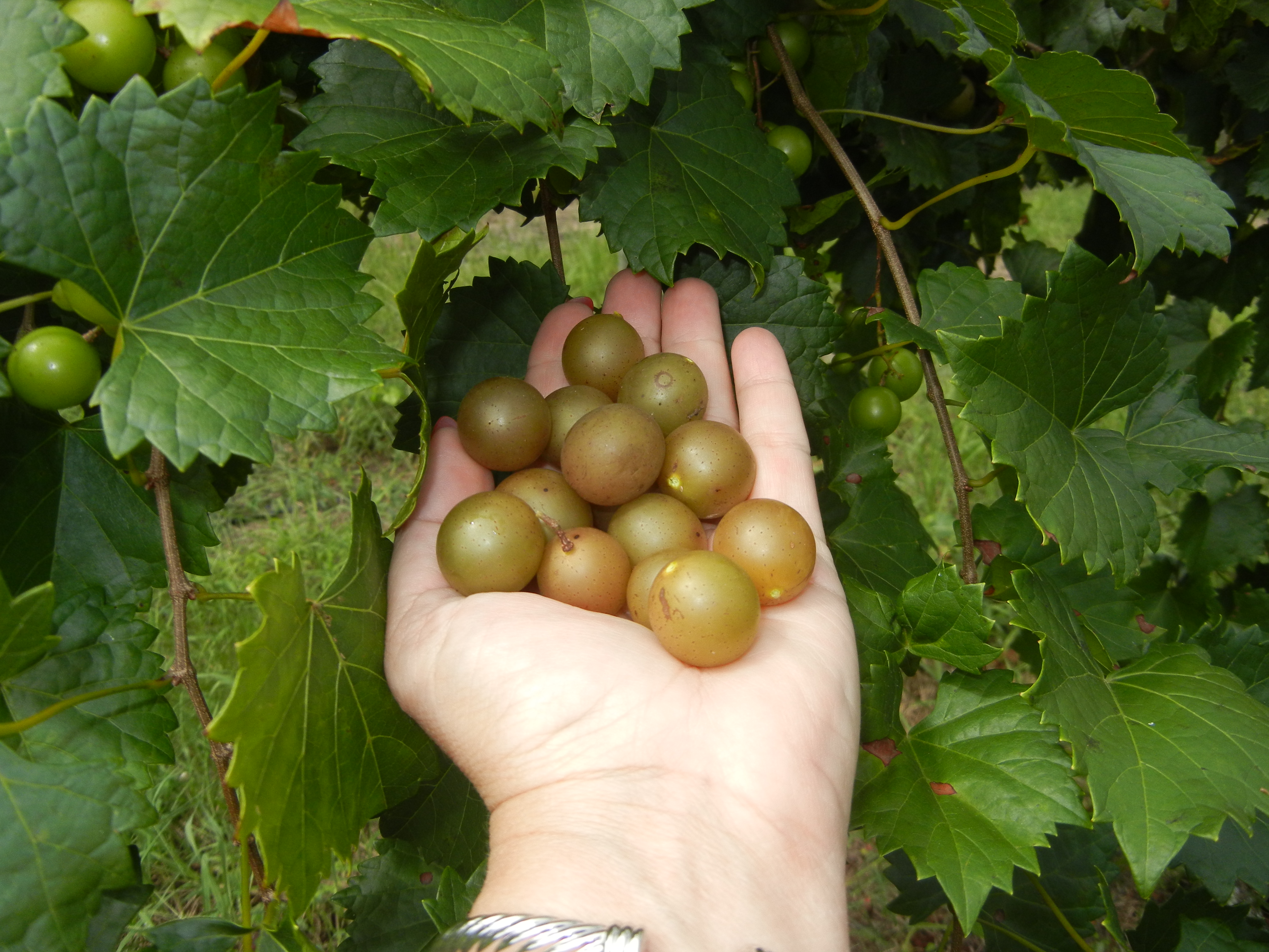 Photo Gallery - Ison's Nursery & Vineyard