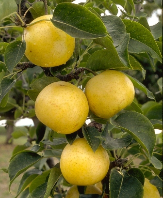 20th Century Asian Pear Tree, An all time favorite. Ripens late July to mid-Aug. 400-500 chill hours. Zones 6-9.