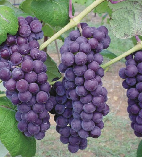 Neptune Bunch Grape Vine  Ison's Nursery & Vineyard