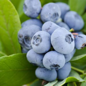 Vernon Rabbiteye Blueberry Plant