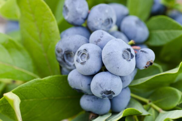 Vernon Blueberry. Early season. Large, sweet. firm fruit with great color. Blooms late but ripens early. Ripens late May to early June. Zones 6-9.