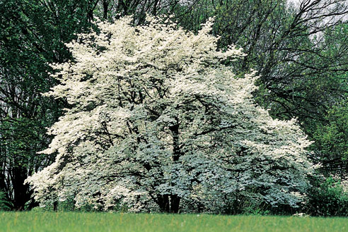White Dogwood Tree.