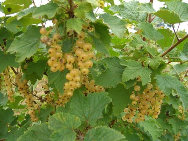 White Imperial Currant