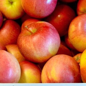Stayman Winesap Apple Tree I/O