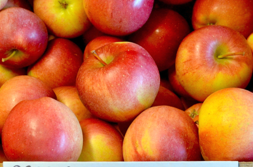 Winesap,Apples,Are,An,Old,American,Heirloom,Variety,Dating,Back