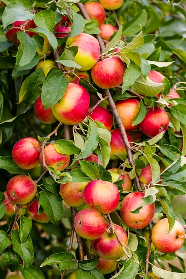 Список маленьких фруктовых деревьев яблони и вкус