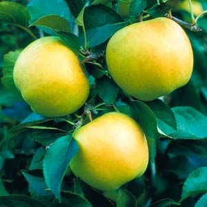 Yellow Delicious Apple Tree. Pollinator. All time favorite for its sweetness and flavor. Ripens in Sept. Zones 5-9.