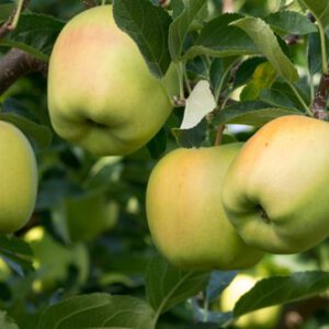 Yellow Delicious Apple Tree