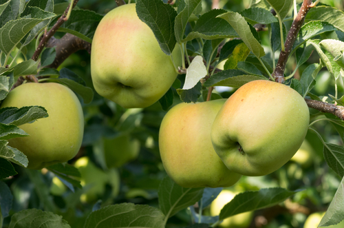 Apples, Golden Delicious