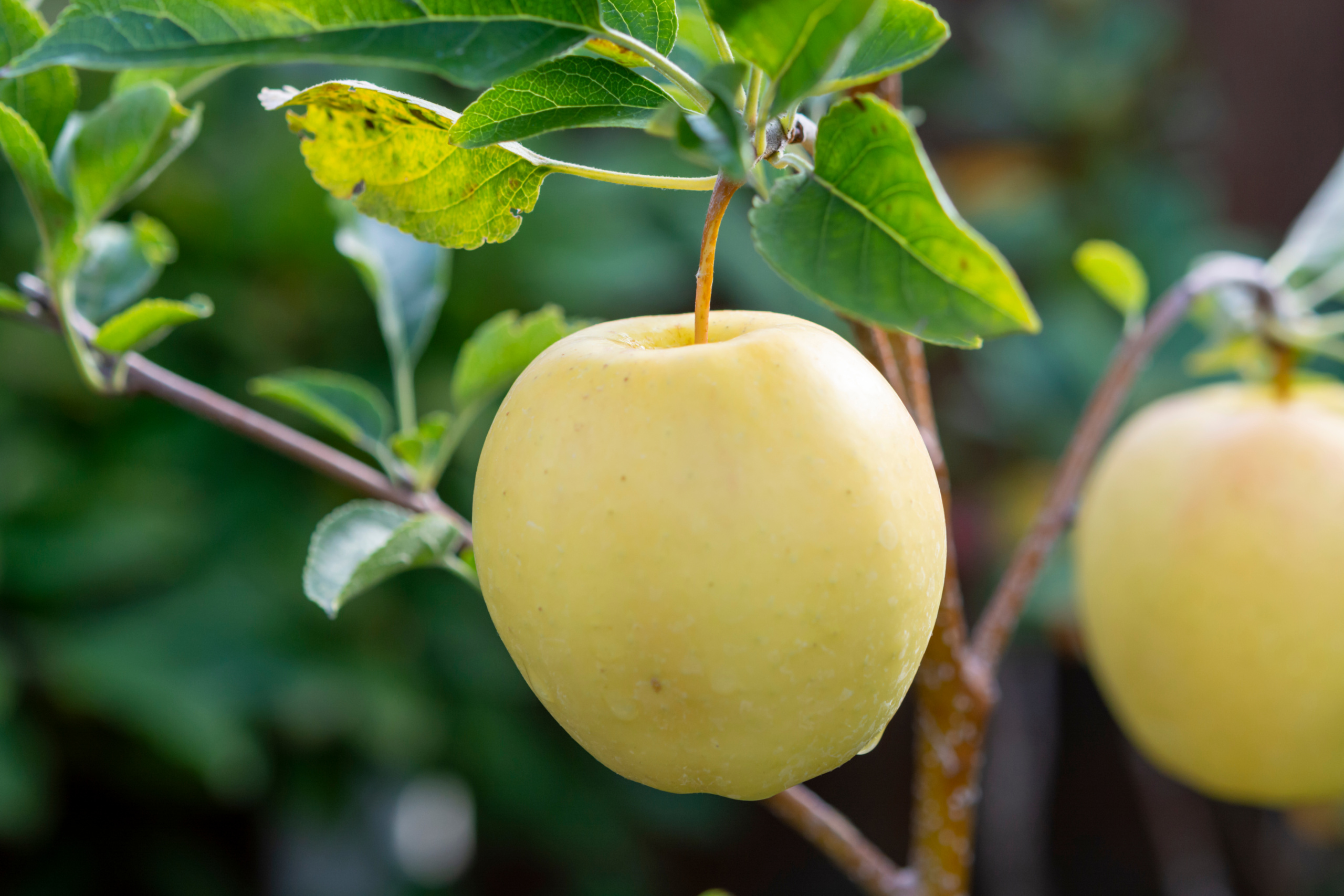 Golden Delicious apple tree: growing & harvesting - Plantura