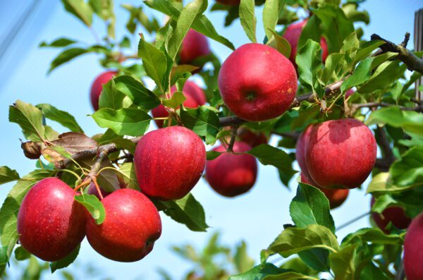 Stayman Winesap Apple Tree. Medium apple. Needs pollinator. Crisp with tangy flavor. Ripens Sept into Oct. 800 chill hours. Zones 5-8. Code C.