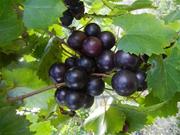 Black Beauty - Large Very Sweet Female Muscadine with excellent flavor.