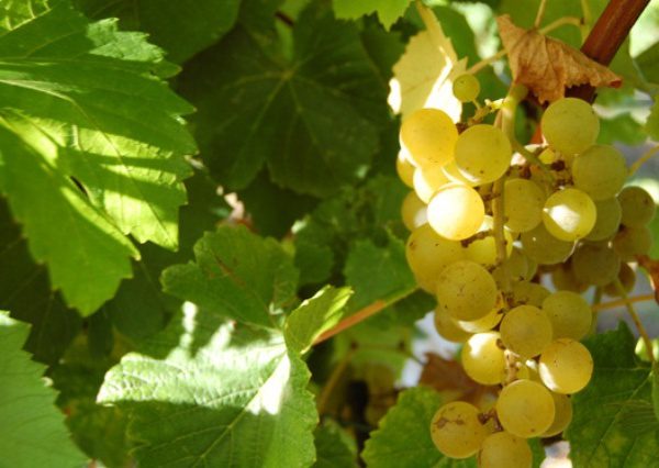 Blanc du Bois Bunch Grape. One of the best wine grapes for the south. Makes a premium wine. . Withstands heat and humidity. Pierce disease resistant. Ripens mid to late July. Zones 6-10.