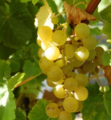 Thompson's Seedless Grapevines For Sale at Ty Ty Nursery