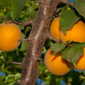 Blenheim Apricot Tree