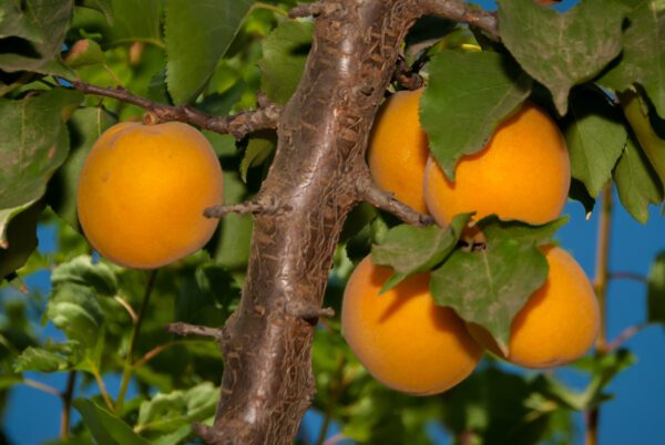 Blenheim Apricot Tree. Produces large, very juicy orange fruit with red dots. Sweet Aromatic flavor sets the standard for Apricots. Zones 4-8.