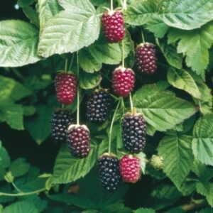 Boysenberry. Cross between a raspberry and a loganberry. Ripens in June. Zones 5-10.
