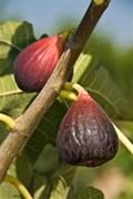 Brown Turkey Fig Tree. One of the best eating figs. Heavy producer. Medium to large size. Sweet and tender. 100 chill hours. Zones 6-9.