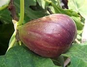 Celeste Fig Tree. Most cold hardy. Very sweet, has a rich honey flavor. Often called the sugar fig. 100 chill hours. Zones 6-20