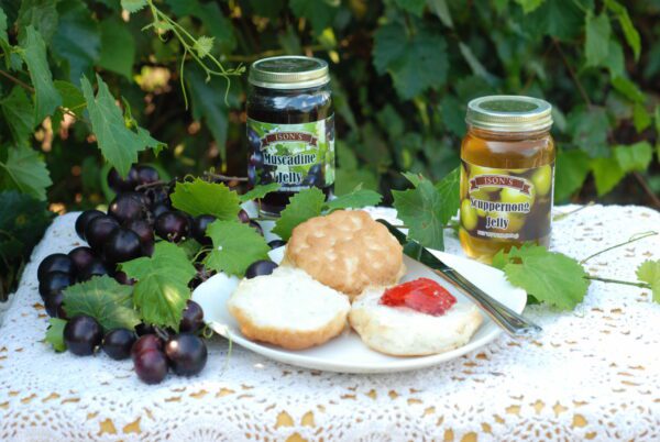 Delicious Muscadine and Scuppernong Jelly