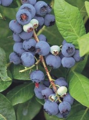 Climax Blueberry. Early season. Zones 6-9