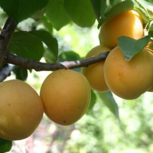Cot N Candy. A Plum and Apricot hybrid cross that produces crunchy fruits that are plum shaped with extremely sweet Apricot flavor. Melting flesh. Tree is compact and bears consistently heavy crops. Self-fertile but bears better when planted with another apricot. 400 chill hours. Zones 7-10.