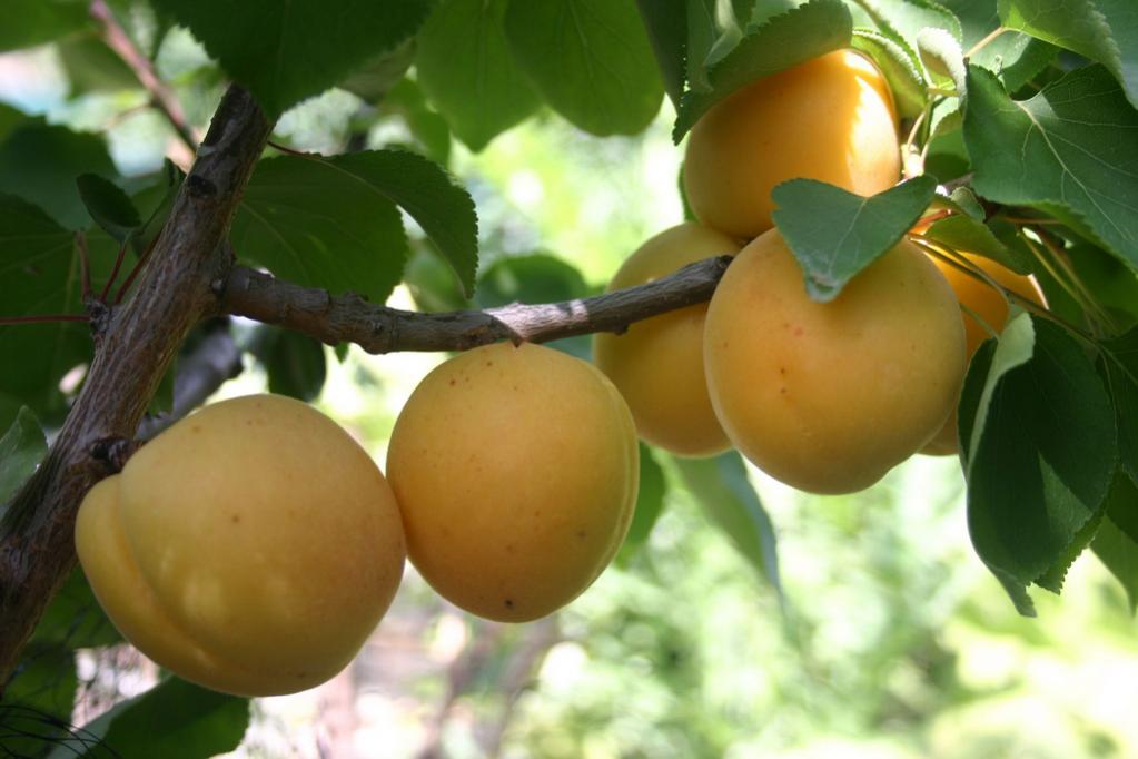 candy cot fruit aprium tree trees hybrid category