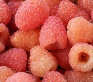 Double Gold Raspberry Plant